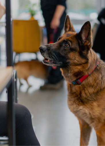 Protection-Dog-Training-Techniques-Unveiled