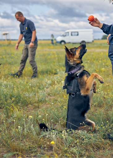 The-Evolution-of-Protection-Dogs-Guardians-through-Time