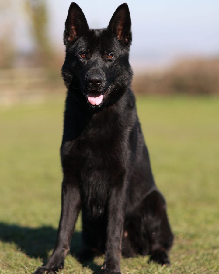 Kiko - German Shepherd family protection dog for sale