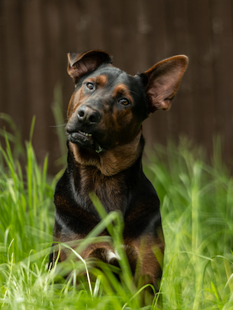 how-protection-dogs-are-trained-from-puppy-to-protector