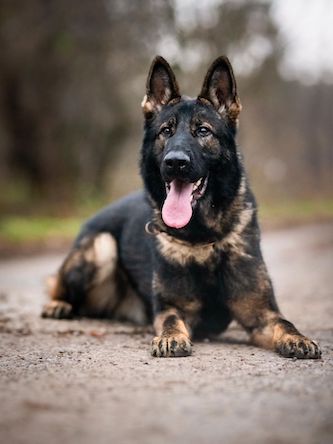 Protection Dogs: A Smart Investment for Tax Write-Offs