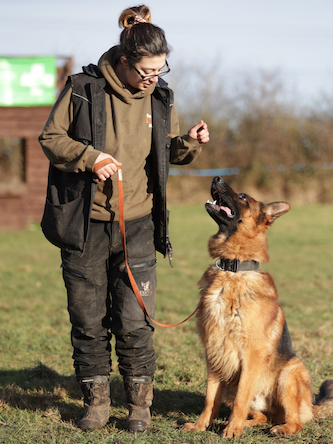 Protection Dogs: A Smart Investment for Tax Write-Offs