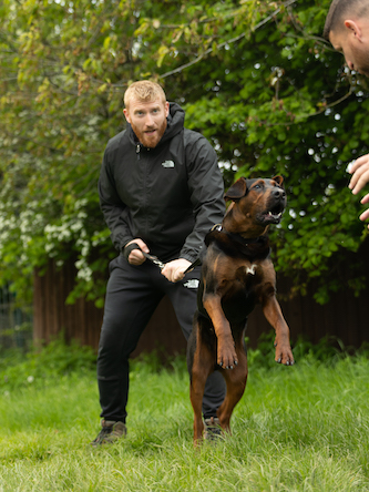 Why the protection dog industry is booming