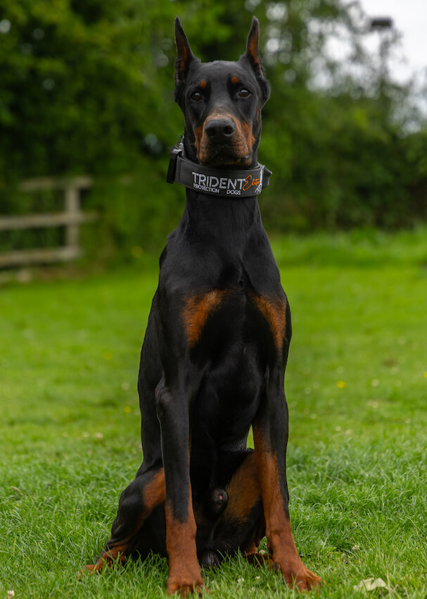 barron - Doberman Trained Protection Dog