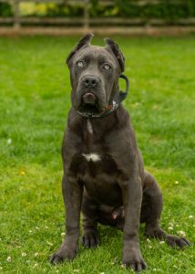 chapo - Cane Corso Trained Protection Dog