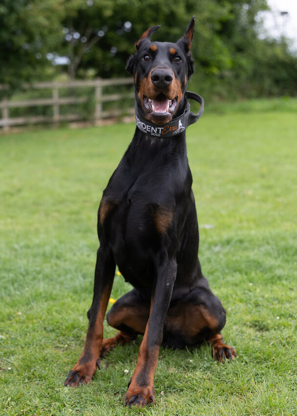 icarus - Doberman Family Protection Dog