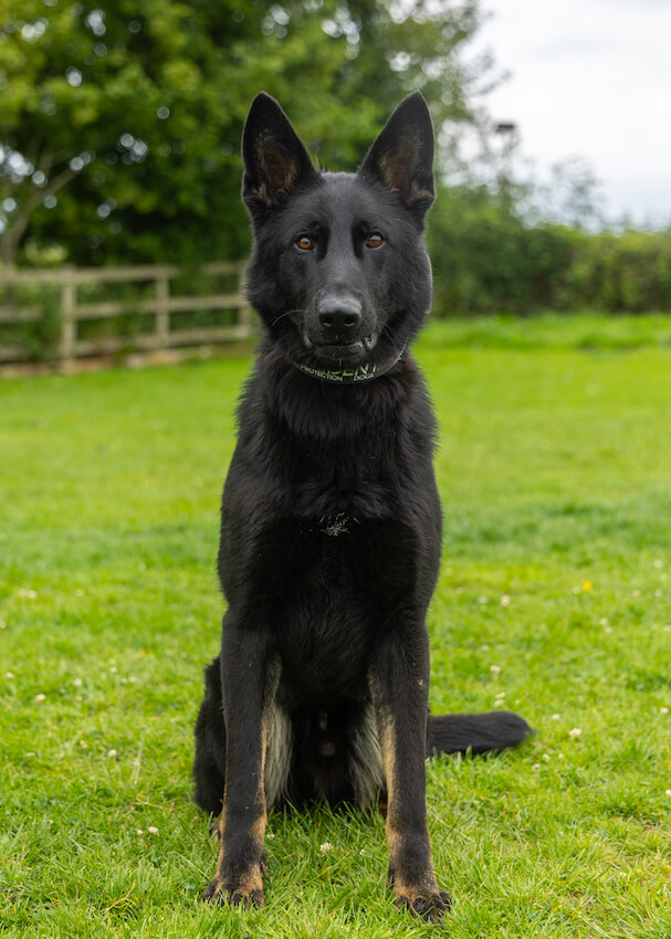 ike - German Shepherd Elite Family Protection Dog