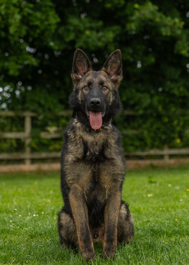 marley - German Shepherd Elite Protection Dog
