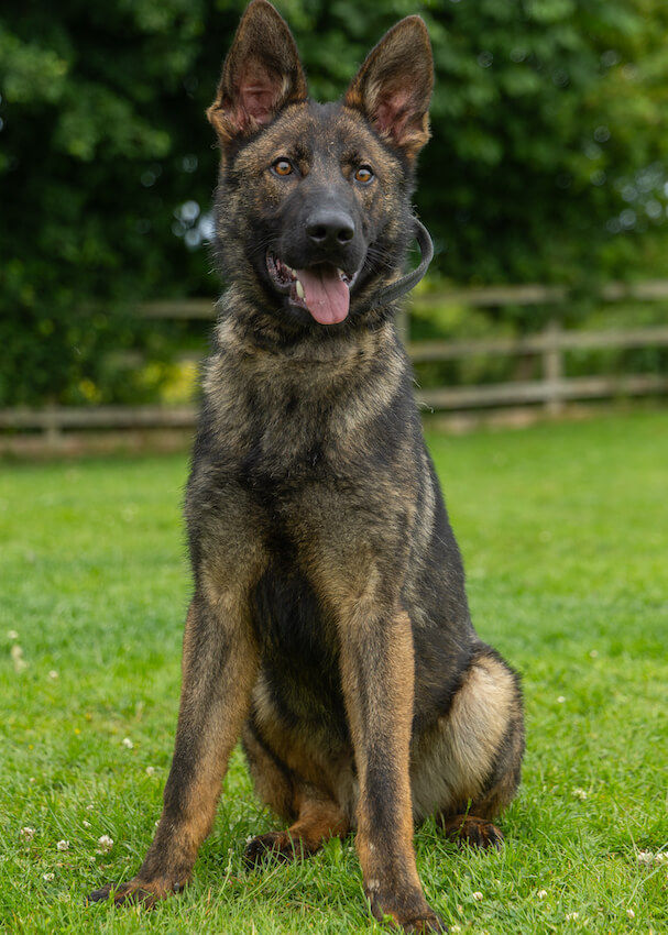 melvin - Trained German Shepherds protection dog for sale