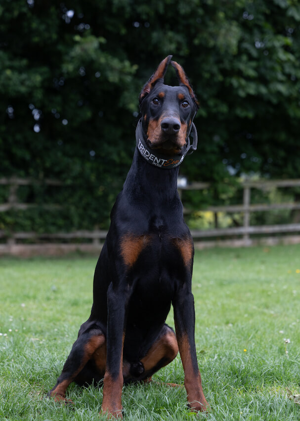 sleven - Doberman Elite Family Protection Dog