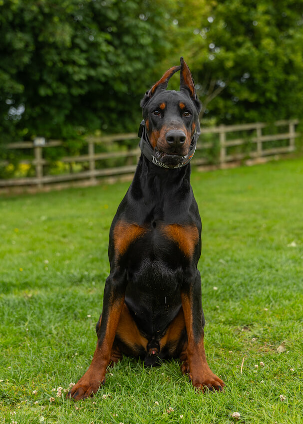 thanos - Doberman Family Protection Dog for sale