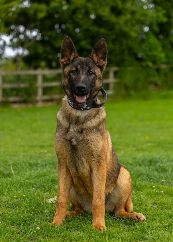 vesta - Trained German Shepherds protection dog