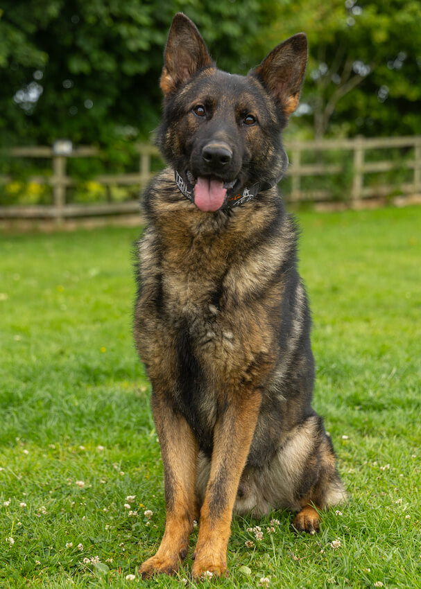 xero - German Shepherd Trident protection dog
