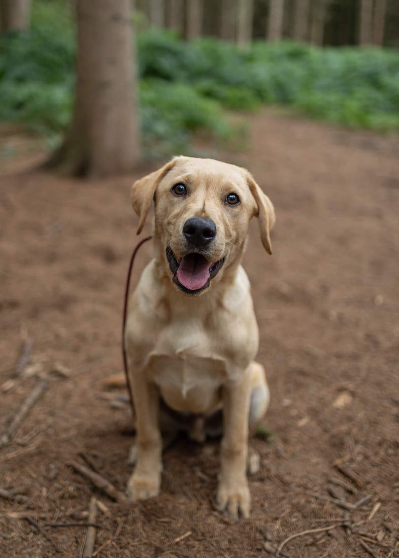 Logan - Labrador companion dog