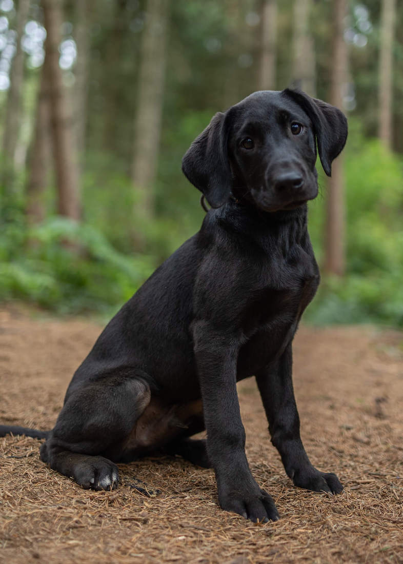 Nero - Male Labrador companion dog