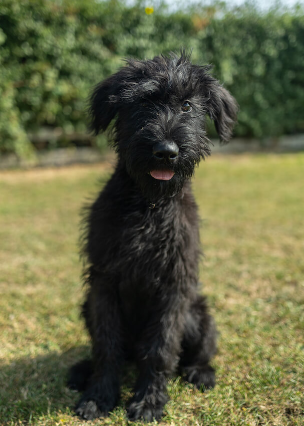 Gatzby - Giant Schnauzer Protection Dog