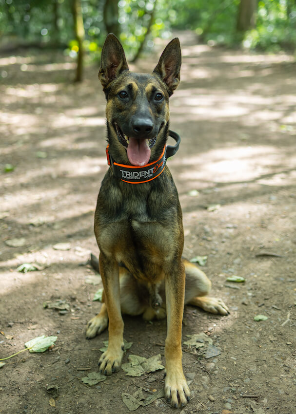 Havoc - Dutch Herder Protection Dog for sale