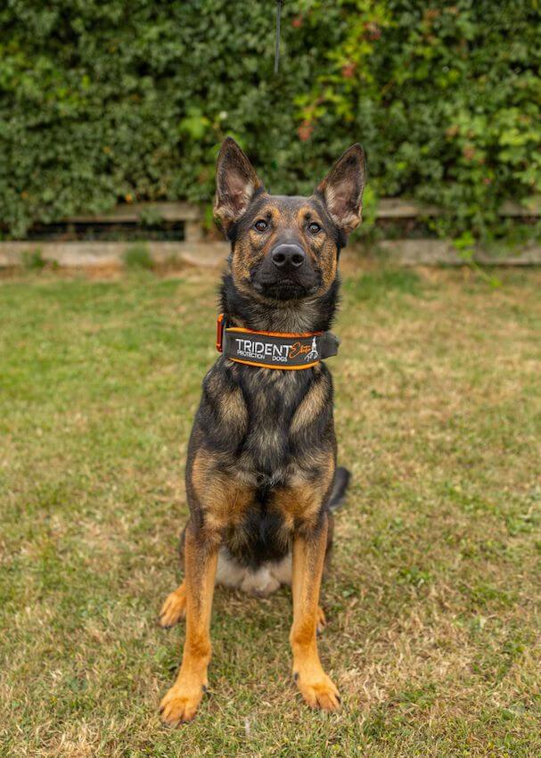 Henry - 16-month-old Dutch Herder Protection Dog
