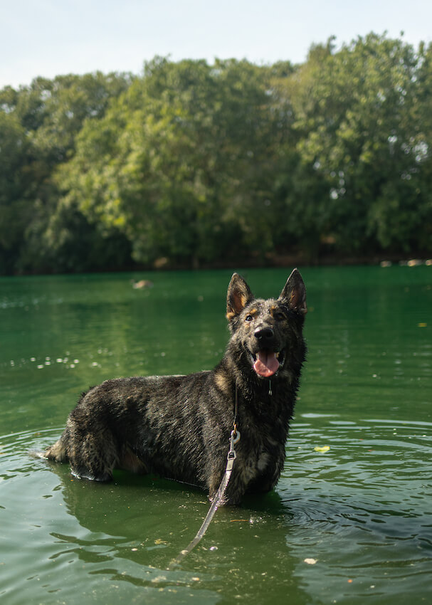 nash