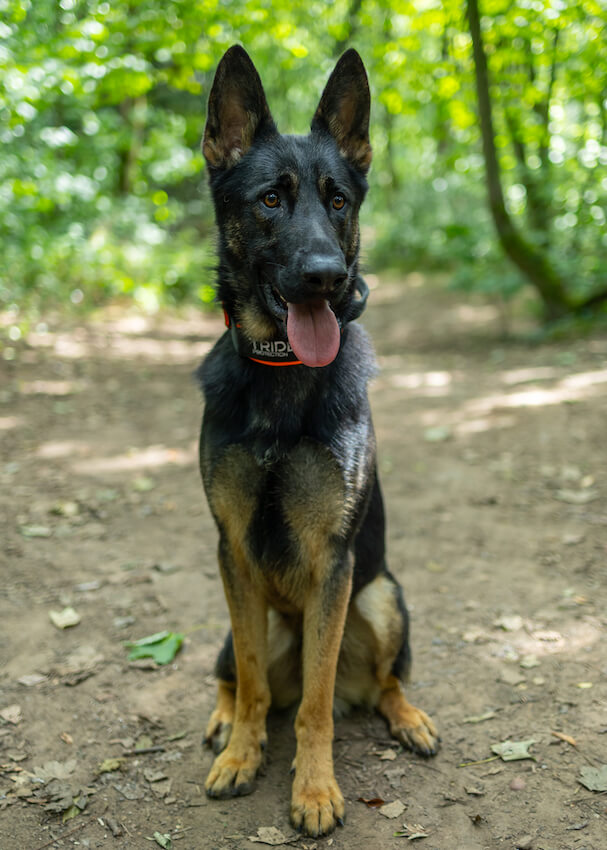 pitt