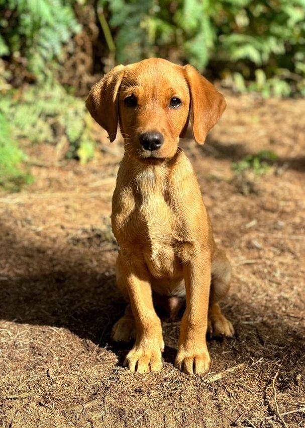 Scout - male Fox Red Labrador Companion Dog