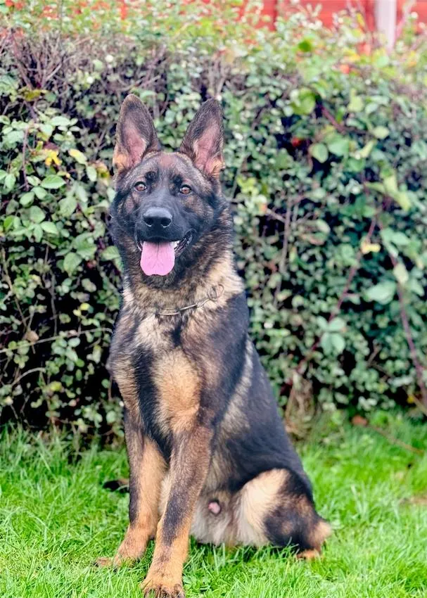 tyson-german-shepard