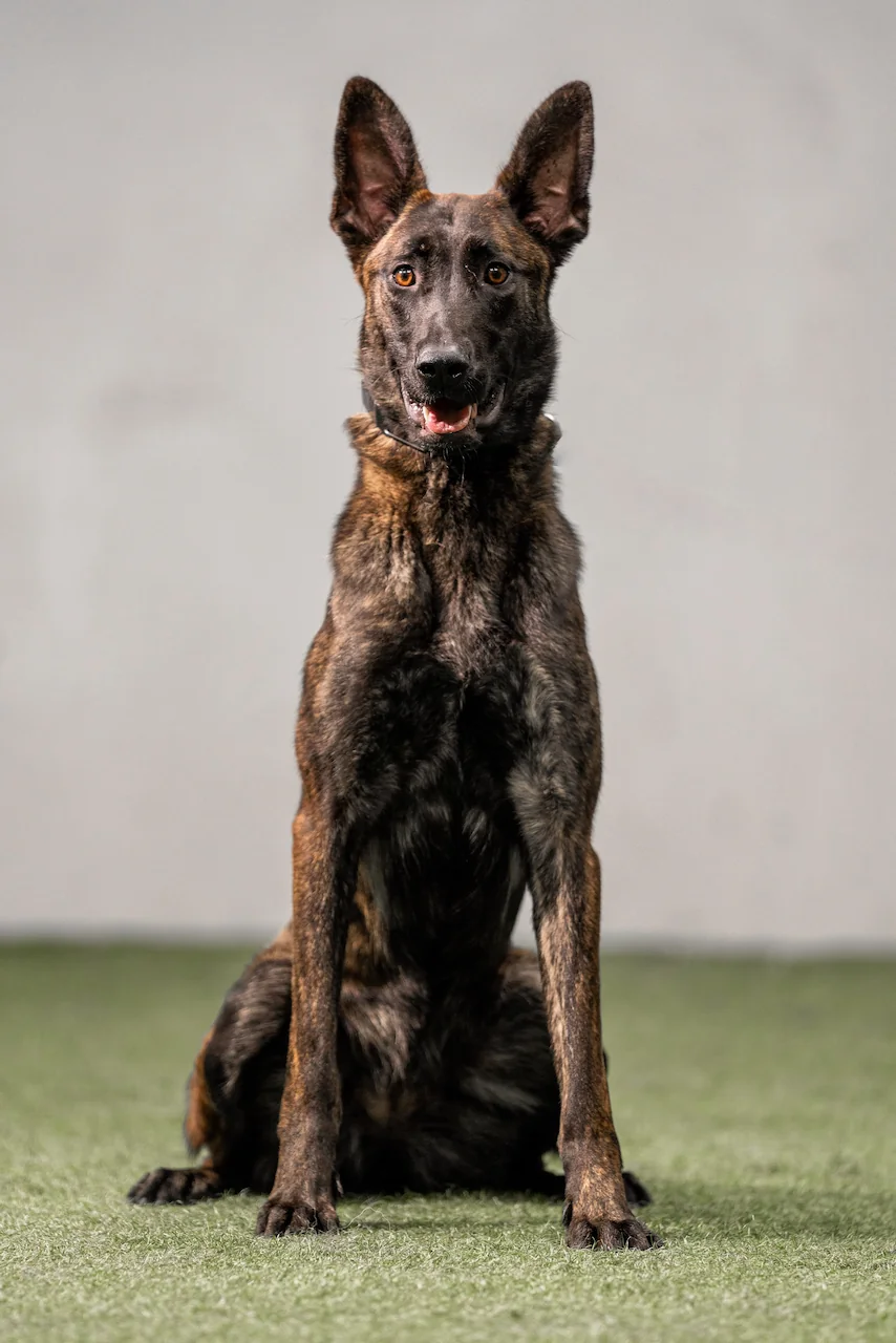 viper-dutch-herder-9