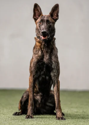 viper-dutch-herder-9
