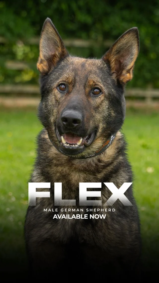 BIG FLEX 🔥 

This boy is a machine (but a loveable one) 😆 

He has it all, looks, size, structure, temperament and protection skills. If you are looking for a loyal family protection dog look no further! 

#familyprotectiondog #elite #dogs